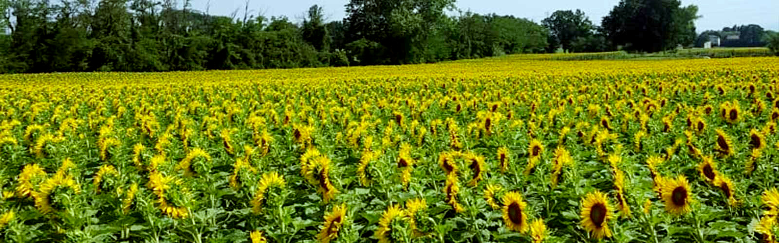 head-agronomia-03.jpg